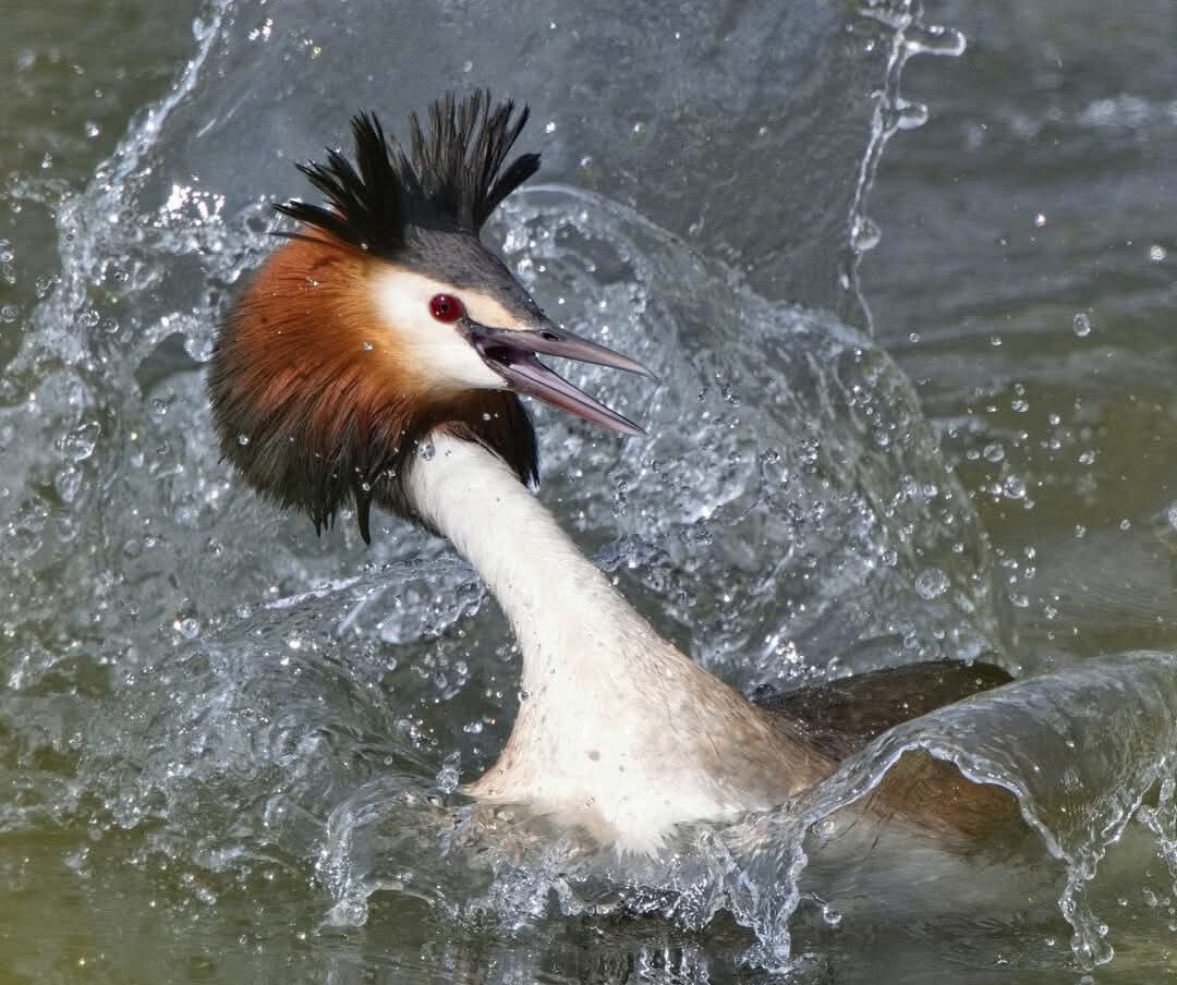 Les anatidés, passereaux et rapaces de la réserve du Blankaart (Belgique)